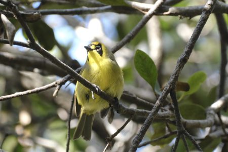 18-57藤代侑里(七島信用組合・母島)