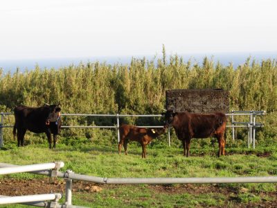 6-192北風恵望(東京七島新聞社・社長賞)