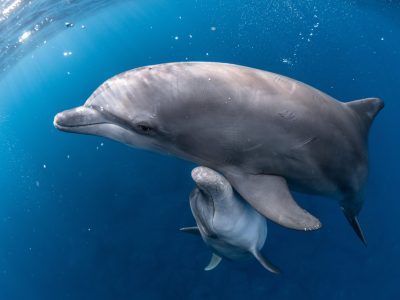 9-238土山晶子(七島信用組合・利島賞)